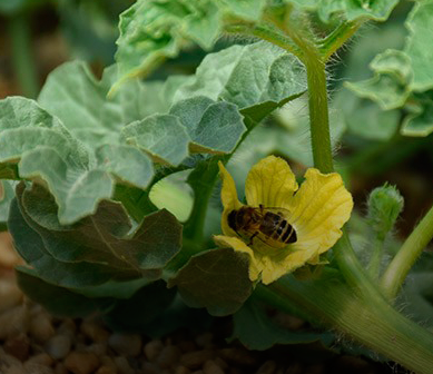 Biología Aplicada a la Producción (Parte Vegetal)