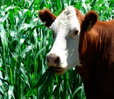 Forrajes y Pasturas