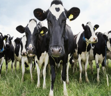 Bovinos de Leche