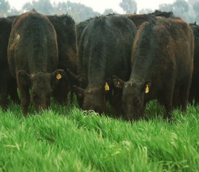 Nutrición y Alimentación Bovina