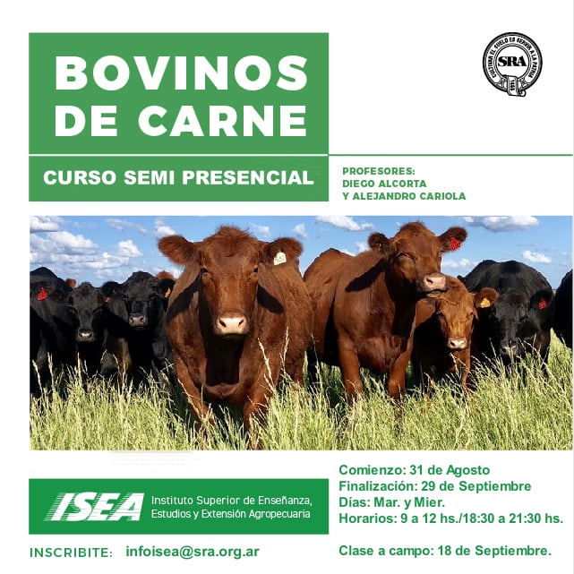 Bovinos de Carne