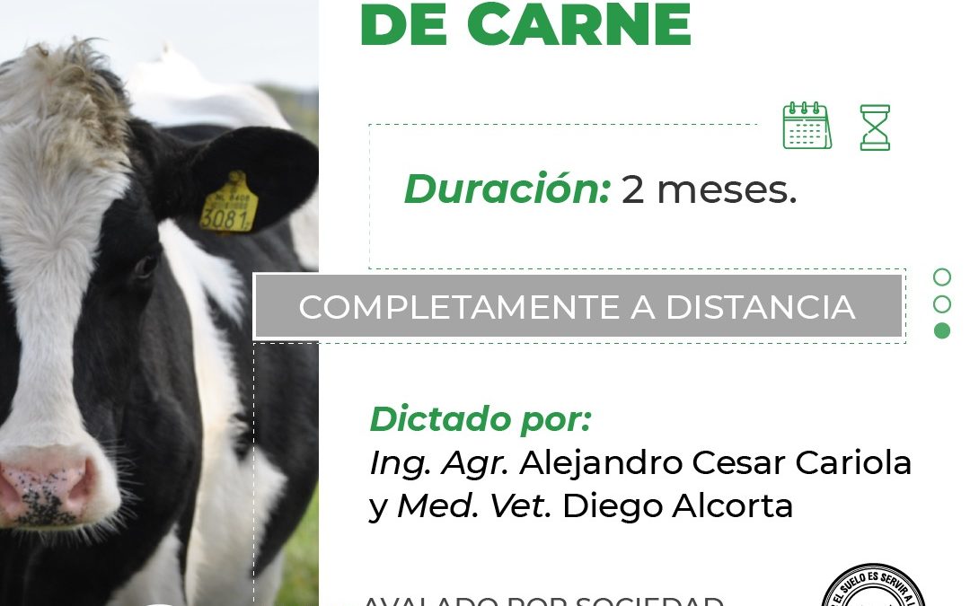 Bovinos de Carne